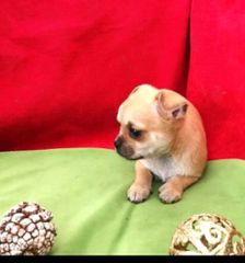 chihuahua-thumb-3