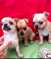 chihuahua-thumb-4