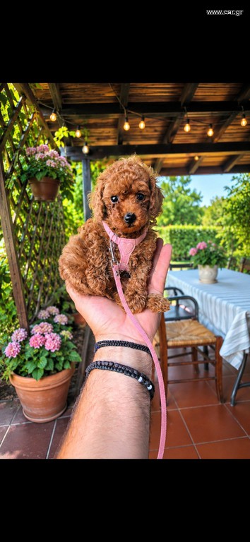 Poodle tea cup