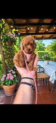 Poodle tea cup