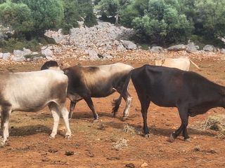 Πωλούνται Αγελάδες