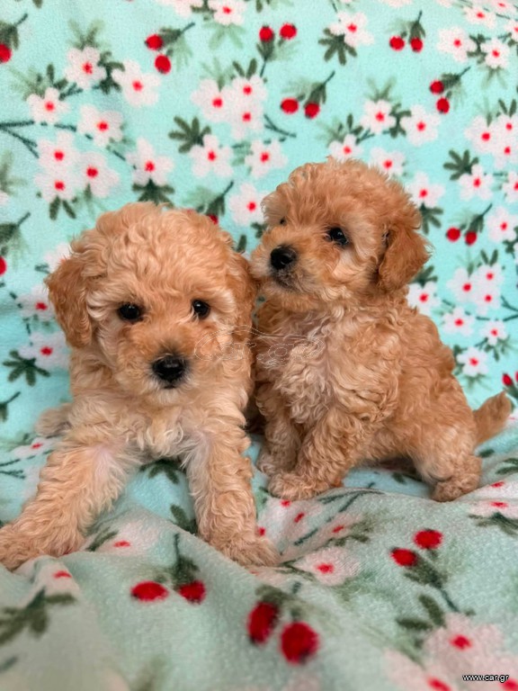 Poodle