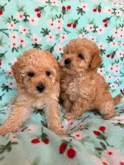 Poodle
