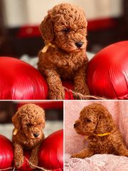 Poodle-thumb-1