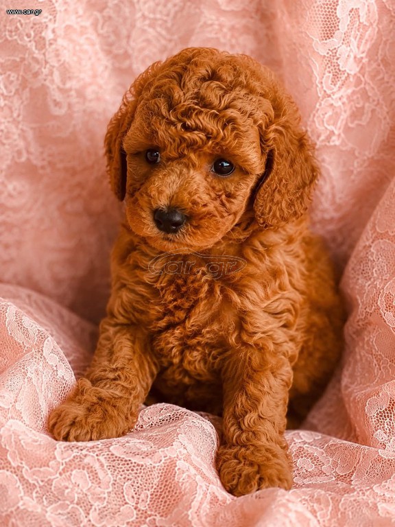Poodle