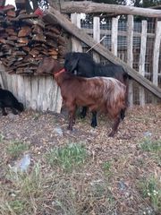 Πωλείται κατσίκα με δύο κατσικάκια και ένας τράγος
