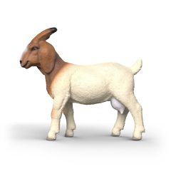 Schleich - Boer Goat (14929)-thumb-3
