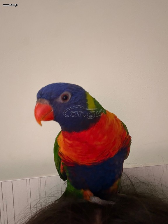 Παπαγάλος Lorikeet