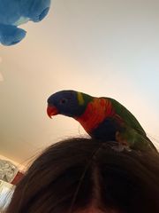 Παπαγάλος Lorikeet-thumb-1
