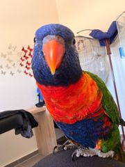 Παπαγάλος Lorikeet-thumb-2