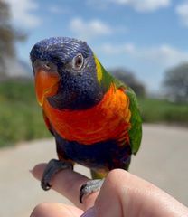 Παπαγάλος Lorikeet-thumb-3