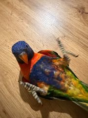 Παπαγάλος Lorikeet-thumb-4