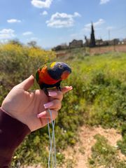 Παπαγάλος Lorikeet-thumb-5