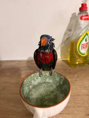 Παπαγάλος Lorikeet-thumb-6