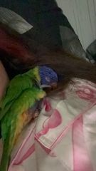 Παπαγάλος Lorikeet-thumb-7