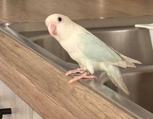 Παπαγάλος Lorikeet-thumb-8