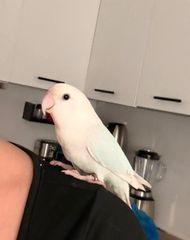 Παπαγάλος Lorikeet-thumb-9