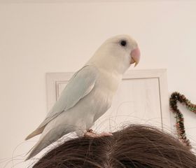 Παπαγάλος Lorikeet-thumb-10