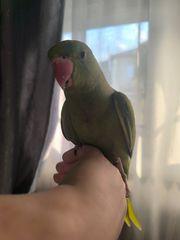 Ημέρα ringneck parrot's