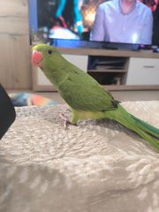 Ημέρα ringneck parrot's-thumb-1