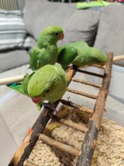 Ημέρα ringneck parrot's-thumb-2