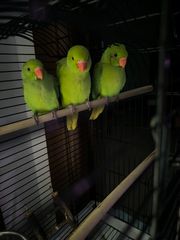 Ημέρα ringneck parrot's-thumb-3