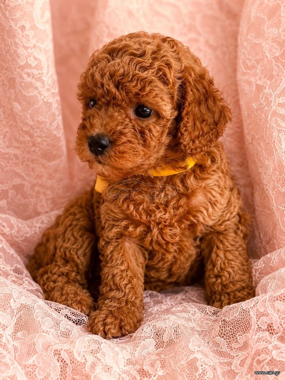 Poodle