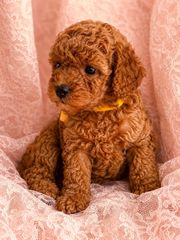 Poodle