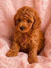 Poodle-thumb-1