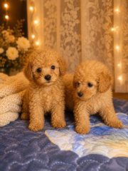 Poodle κανίς