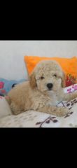 Poodle κανίς