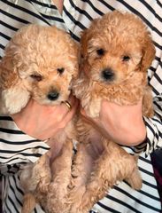 Poodle κανίς-thumb-1