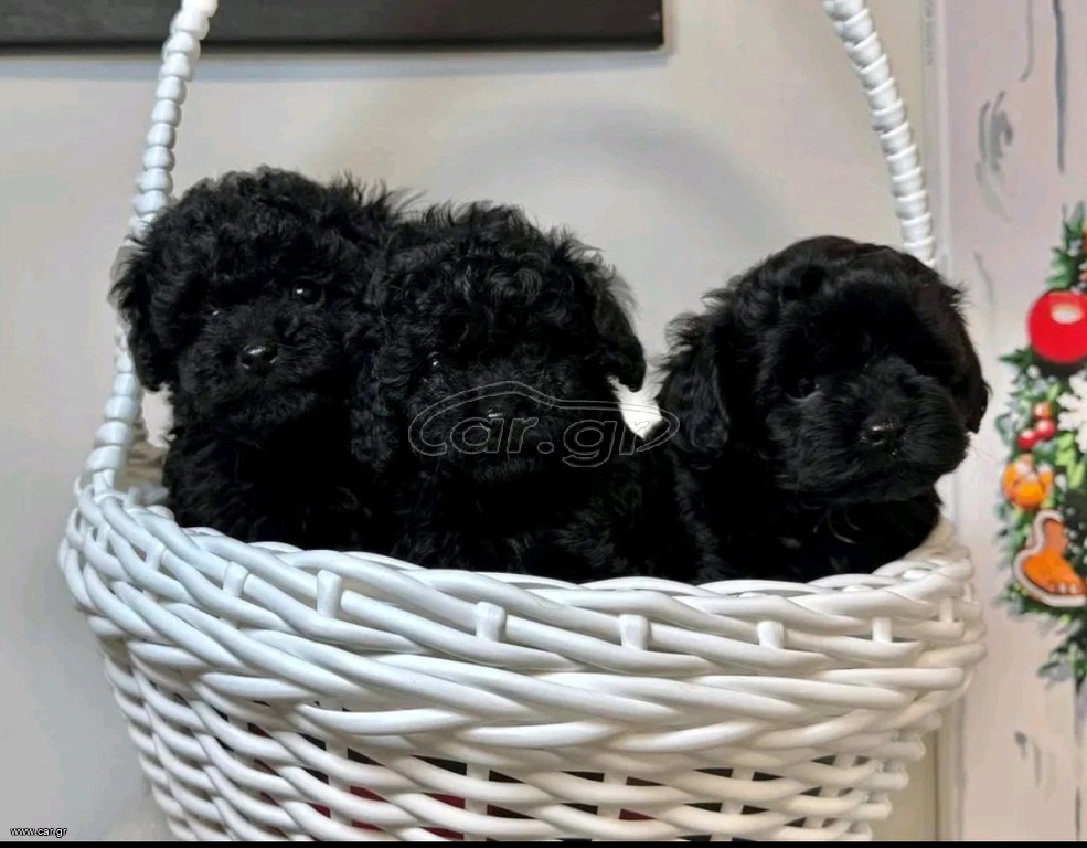 Poodle κανίς