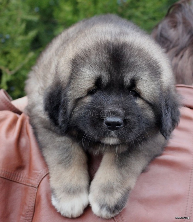 Ποιμενικός καυκάσου Caucasian shepherd