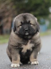Ποιμενικός καυκάσου Caucasian shepherd-thumb-1