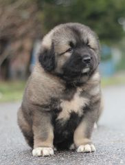 Ποιμενικός καυκάσου Caucasian shepherd-thumb-2