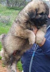 Ποιμενικός καυκάσου Caucasian shepherd