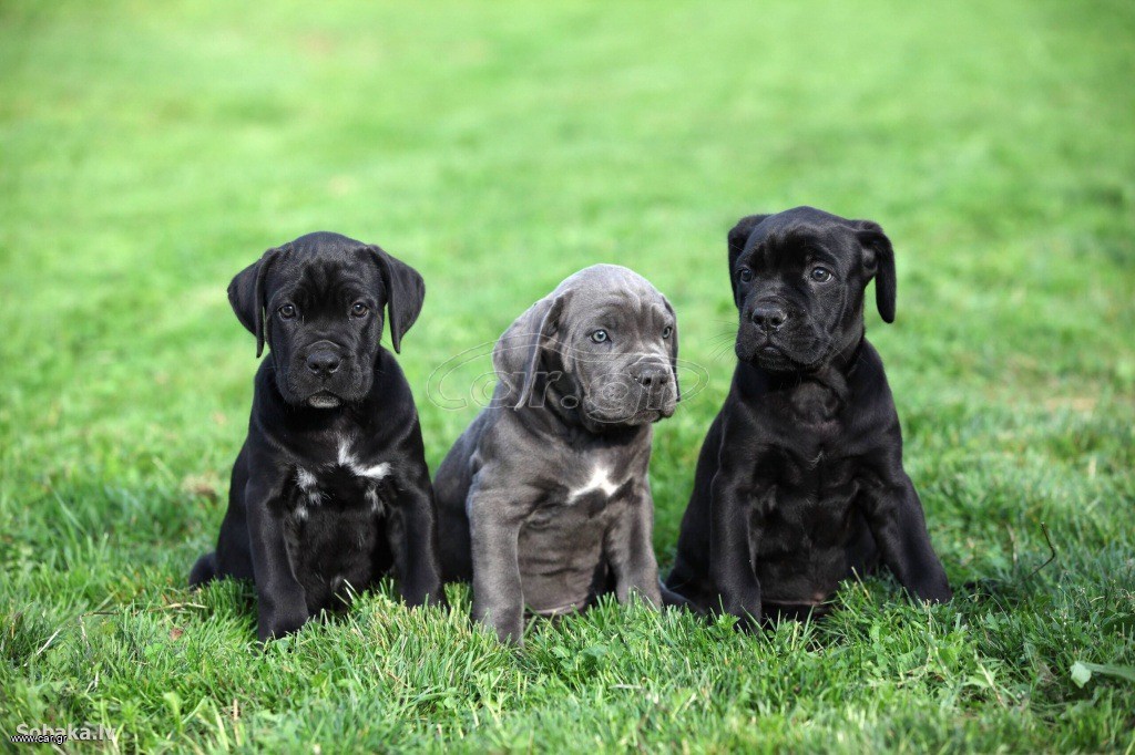 Κάνε κόρσο cane corso