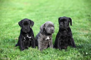 Κάνε κόρσο cane corso