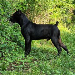 Κάνε κόρσο cane corso-thumb-1