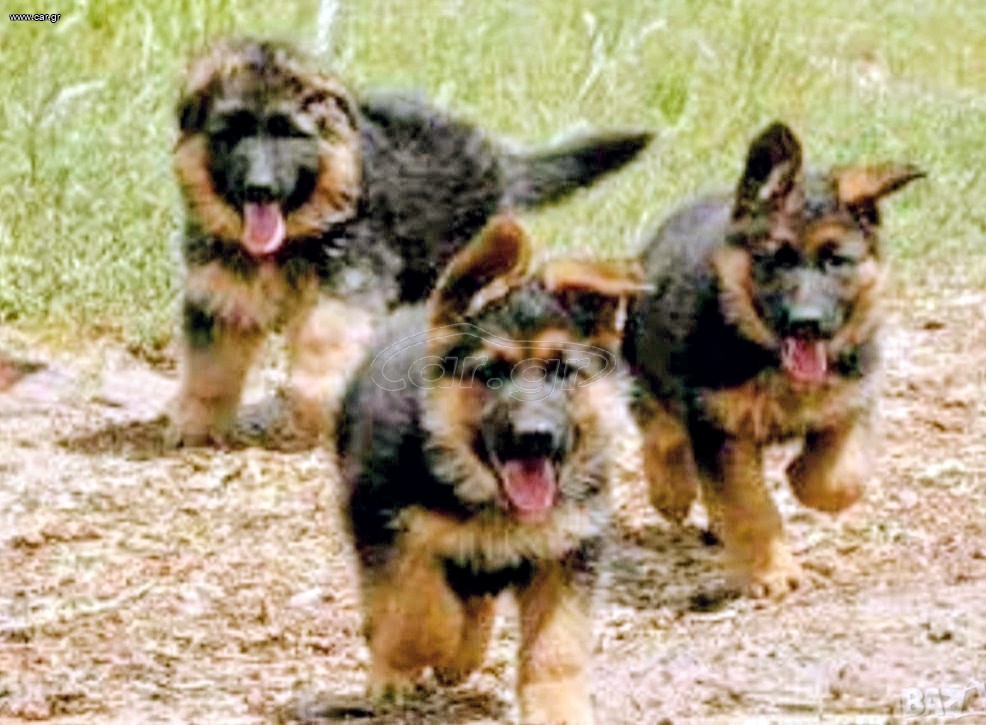 Γερμανικό ποιμενικό German shepherd