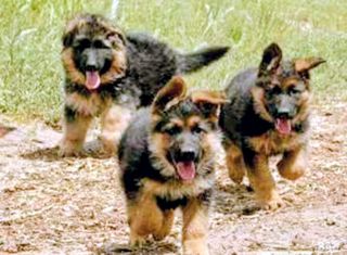 Γερμανικό ποιμενικό German shepherd