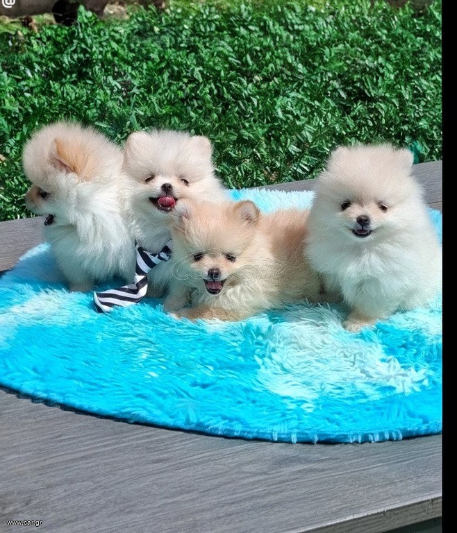 Pomeranian