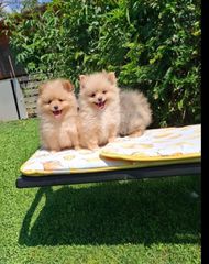 Pomeranian-thumb-1