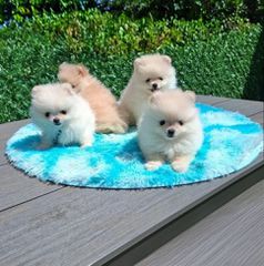 Pomeranian-thumb-2