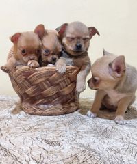 Τσιουάουα chihuahua-thumb-1