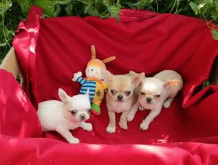 Τσιουάουα chihuahua-thumb-3