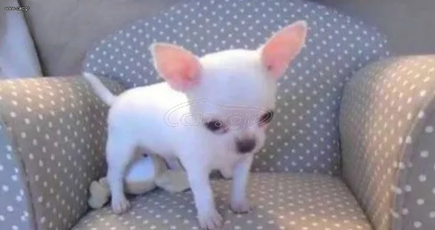 Τσιουάουα chihuahua