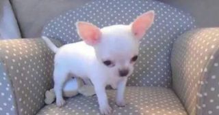 Τσιουάουα chihuahua