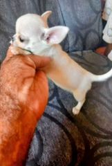 Τσιουάουα chihuahua-thumb-4